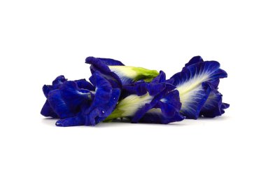 Kelebek bezelye çiçek beyaz arka planda Izole, Clitoria ternatea L.