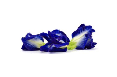 Kelebek bezelye çiçek beyaz arka planda Izole, Clitoria ternatea L.