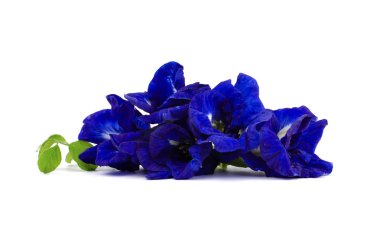 Kelebek bezelye çiçek beyaz arka planda Izole, Clitoria ternatea L.