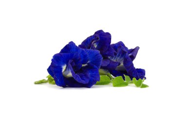 Kelebek bezelye çiçek beyaz arka planda Izole, Clitoria ternatea L.