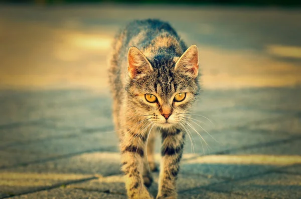 Cat Walkin Live Wallpaper - free download