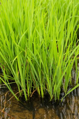 Pirinç alan yeşil pirinç. Asya'da