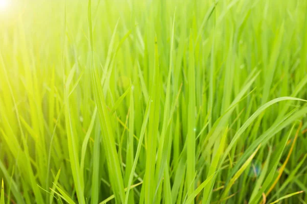 Risfält Med Grönt Ris Asien Stockbild
