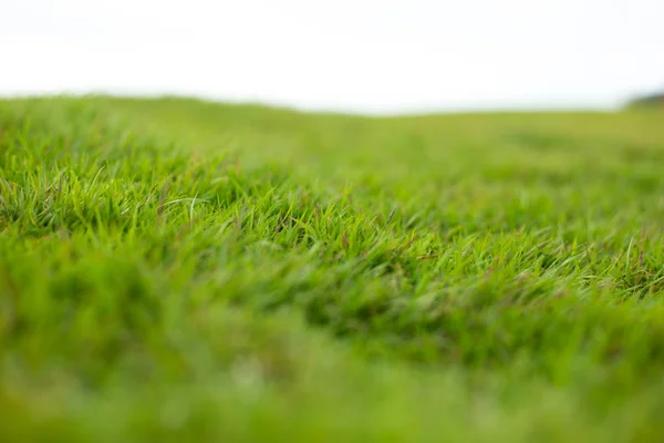 Wzgórze Zielony Pole Trawa Białym Tle — Zdjęcie stockowe