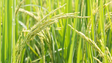 Pirinç alan ile Asia.Thailand yeşil ve sarı yapraklarda.