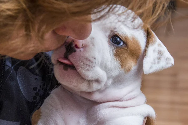 Sevimli köpek yavrusu/köpek Amerikan Staffordshire Terrier yakın çekim bir kadınla öpüşürken