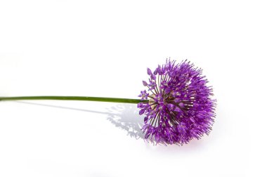 Lilac / pink Allium Onion Flower isolated on white background clipart