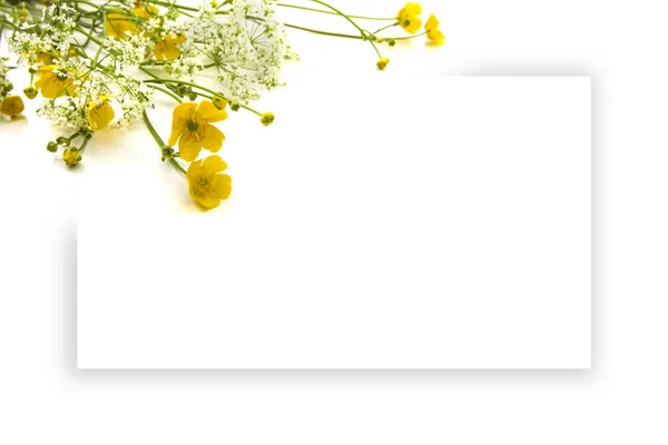 Verano Amarillo Blanco Flores Silvestres Tarjeta Felicitación Blanco Sobre Fondo —  Fotos de Stock