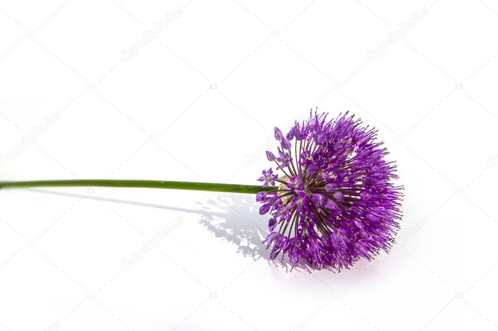 Lilac / pink Allium Onion Flower isolated on white background