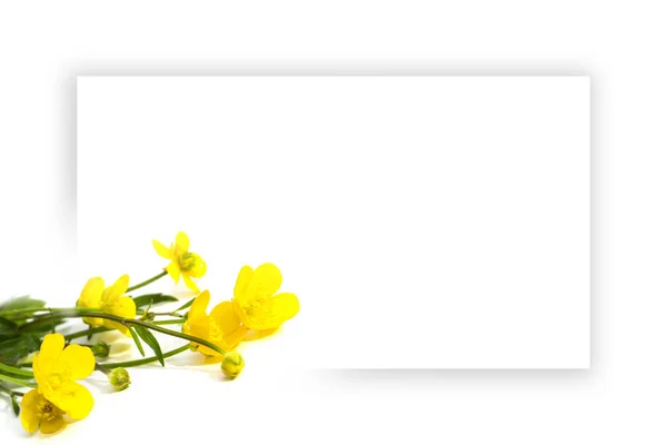 Verano Amarillo Blanco Flores Silvestres Tarjeta Felicitación Blanco Sobre Fondo —  Fotos de Stock