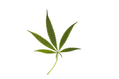 Esrar, marihuana yasallaştırma tıbbi kenevir beyaz zemin üzerine izole taze yaprak yeşil