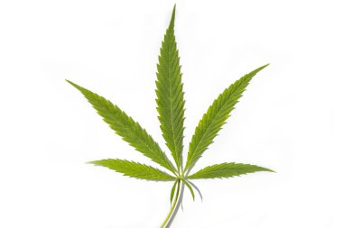 Esrar, marihuana yasallaştırma tıbbi kenevir beyaz zemin üzerine izole yaprak yeşil
