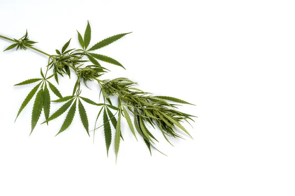 Green Branch Cannabis Five Fingers Leaves Marijuana Isolated White Background Stock Image