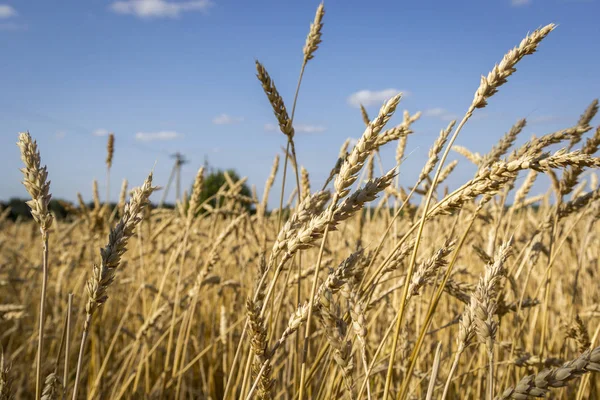 Gyllene Spikelets Moget Vete Fältet — Stockfoto