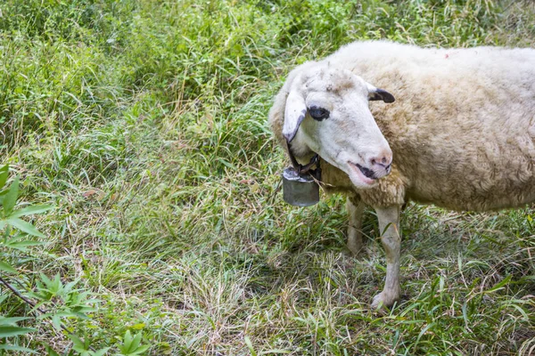 Sheep Big Bell Her Neck Eating Grass Grazing Green Meadow — Stock Photo, Image