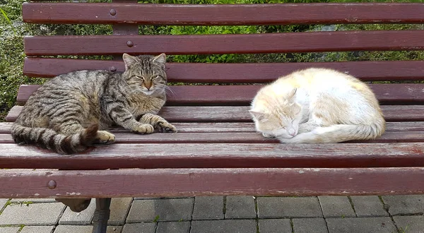 Gatos Vadios Sem Teto Sentam Banco Marrom Parque Cores Brancas — Fotografia de Stock