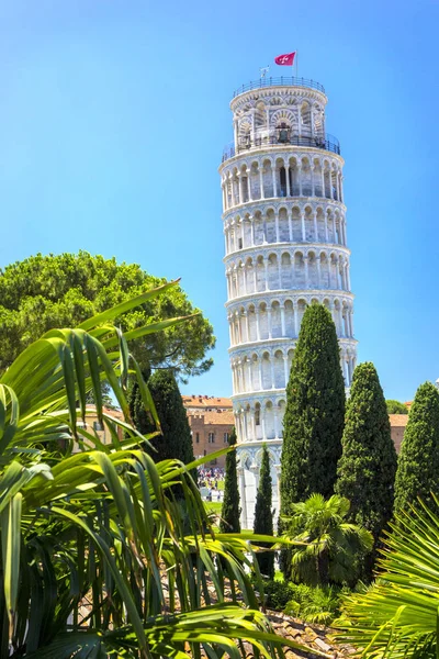 Leaning Tower Pisa Yeşil Servi Ağaçları Palmiye Ağaçları Planda Pisa — Stok fotoğraf