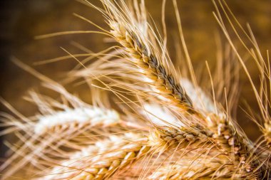 Olgun kulakları buğday yakın, karanlık arka plan bulanık üzerinde sarı tahıl spikelets Kuru.