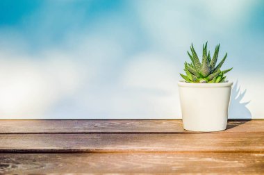 Haworthia attenuata, güneş ışığı, kopya alanı ile beyaz arka plan üzerinde ahşap masa üzerinde beyaz saksının içinde sulu