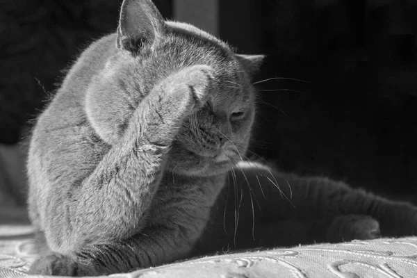 Portrait Gray Cat Lies Washes British Shorthair Cat Licks Language — Stock Photo, Image