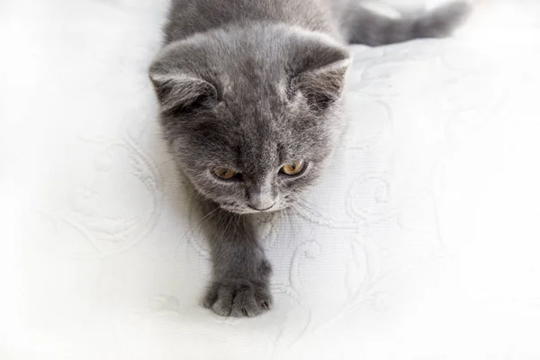 英国短毛猫可爱的小猫狩猎白色背景 — 图库照片