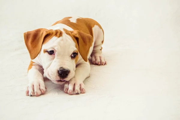 Funny cute puppy American Staffordshire Terrier on white background, close-up