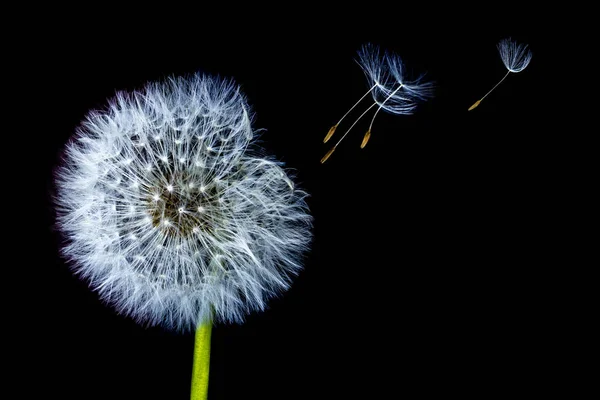 黒い背景に分離した風で種が飛んで白い花頭タンポポの花します — ストック写真