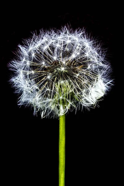 Белый Цветок Голову Одуванчик Цветок Изолирован Черном Фоне — стоковое фото