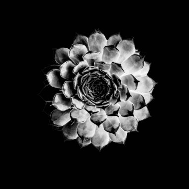 Doğal sulu kaktüs siyah arka plan, üstten görünüm, düz yatıyordu, siyah ve beyaz fotoğraf