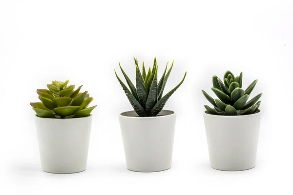 Doğal yeşil succulents kaktüs, Haworthia attenuata izole beyaz arka plan üzerinde beyaz saksının içinde