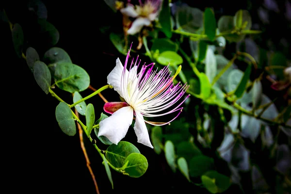 Piękny Biały Różowy Capparis Spinosa Kwiat Zielonych Liści Czarnym Tle — Zdjęcie stockowe