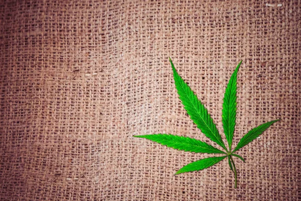 Groene Tak Cannabis Met Vijf Vingers Verlaat Marihuana Bruin Canvas — Stockfoto