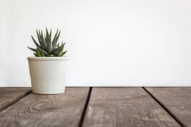 Doğal yeşil sulu kaktüs Haworthia attenuata kopya alanı ile beyaz arka plan üzerinde ahşap masa üzerinde beyaz saksının içinde