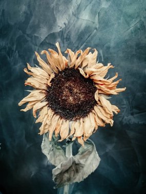Ayçiçeği çiçek koyu arka plan ile Vintage soyut kart kutlama, dekoratif Bahçe, duvar kağıdı için.