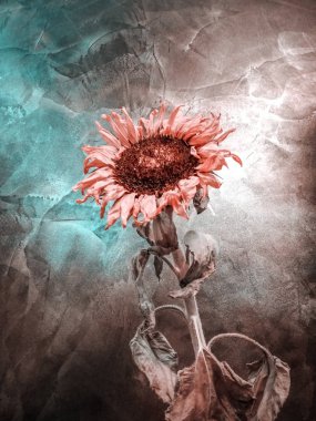 Karanlık alçı duvar arka plan, pembe mercan turkuaz filtre üzerinde ayçiçeği çiçek