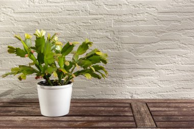 Christmas cactus (Schlumbergera), beautiful flower in white flowerpot on wooden table, on white wall background in sunlight, with copy space. Epiphyllanthus, Opuntiopsis, Zygocactus clipart