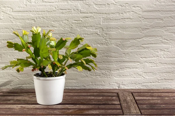 Christmas cactus (Schlumbergera), beautiful flower in white flowerpot on wooden table, on white wall background in sunlight, with copy space. Epiphyllanthus, Opuntiopsis, Zygocactus — Stock Image Christmas Cactus Schlumbergera Beautiful Flower White Flowerpot Wooden Table White Royalty Free Stock Photos