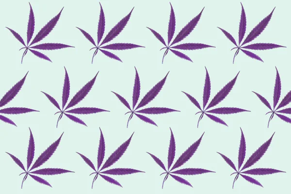 Cannabis Ramificata Viola Con Cinque Foglie Dita Marijuana Sfondo Azzurro — Foto Stock