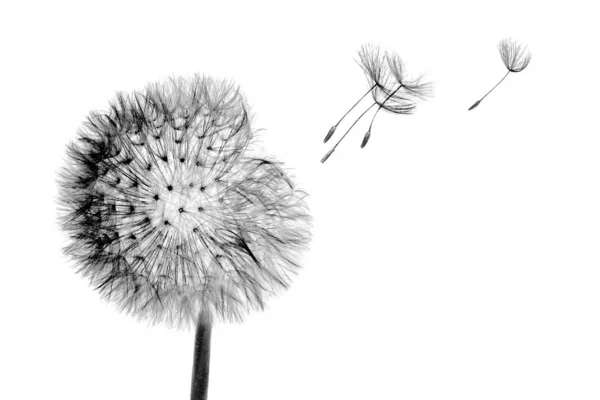 Flor blanca cabeza diente de león flor con semillas voladoras en el viento isol —  Fotos de Stock