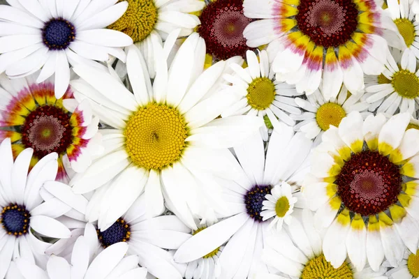 緑の草の背景にポットにデイジーカモミールを咲かせる花 トップビュー — ストック写真