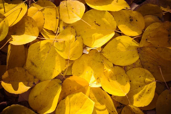 Feuilles Tombées Feuilles Jaunes Dorées Dans Parc Automne — Photo