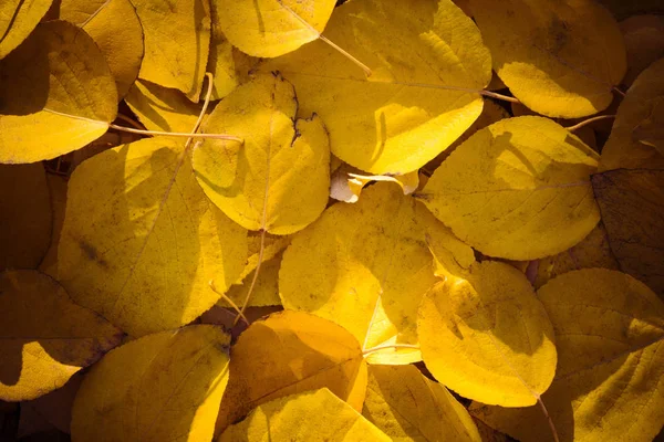 Gefallene Blätter Goldgelbe Blätter Herbstpark — Stockfoto
