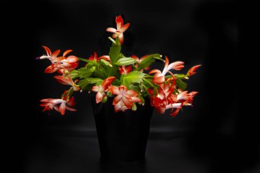 Blooming coral pink Christmas cactus (Schlumbergera), beautiful flower in black pot isolated on black background. Epiphyllanthus, Opuntiopsis, Zygocactus clipart