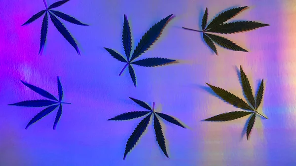 Leafs Kannabisz Marihuána Fényes Neon Kék Rózsaszín Háttér Holografikus Design — Stock Fotó