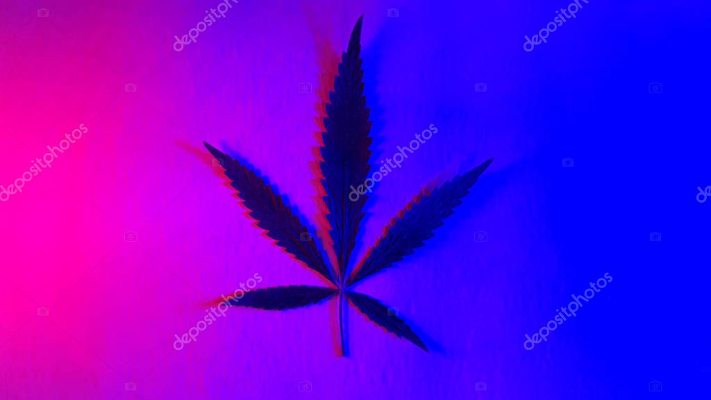 Leaf cannabis, marijuana on shiny neon blue pink background in holographic design, legalization medical hemp.
