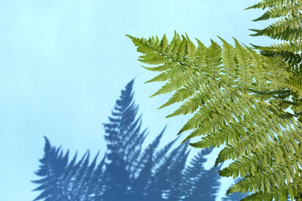 蓝色背景上带有阴影的绿色植物叶子 抽象热带叶背景 夏季概念 — 图库照片
