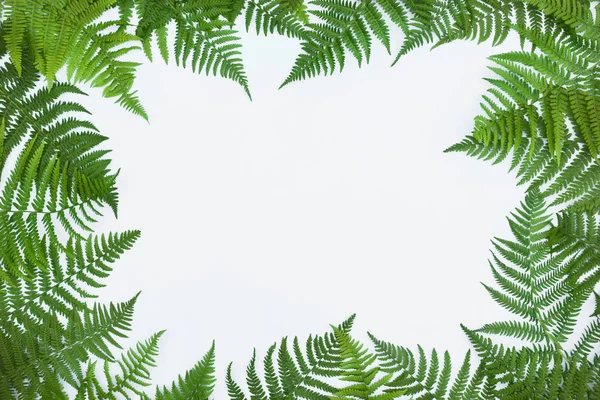 Frame made of green fern leafs, palm frond on white background.