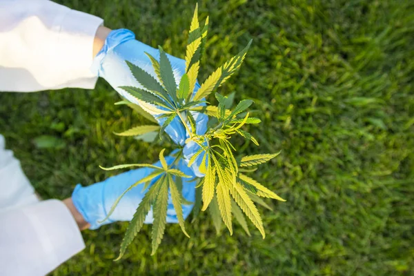 Beş parmak yaprakları ile yeşil dal esrar tutan beyaz ceket ve mavi tıbbi eldiven kadın elleri, yasallaştırma tıbbi yağ kenevir için marihuana