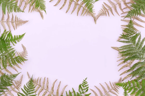 Πλαίσιο Φτιαγμένο Από Πράσινα Φύλλα Φτέρης Φοίνικα Ανοιχτόχρωμο Φόντο Αφηρημένο — Φωτογραφία Αρχείου