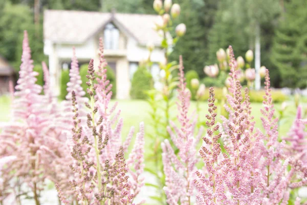 Pink flowers in garden with country house in natural background